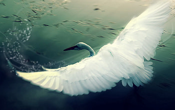Animals, Water, Bird, Wings, Swan, Wave, Sweep HD wallpaper