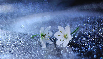 ❤❤❤, plant, beautiful, spring, flower HD wallpaper