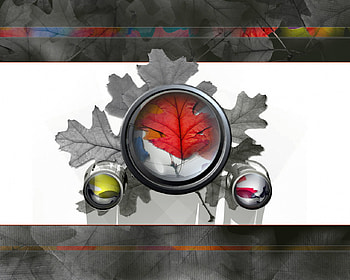Fall Colors, colours, abstract HD wallpaper