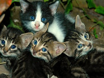 hii, animal, cats HD wallpaper