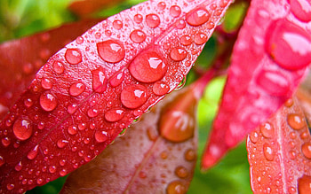 Leaves, Drops, Macro HD wallpaper