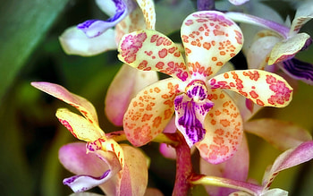 *Lovely Orchids*, sweet, graphy, colors, beautiful, lovely still life, lovely flowers, seasons, spring, creative pre-made, still life, love four seasons, pink, couple, nature, flowers, orchids HD wallpaper