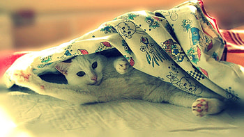 Animals, Light, Cat, To Lie Down, Lie, Light Coloured, Blanket HD wallpaper