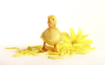 Animals, Birds, Ducks HD wallpaper