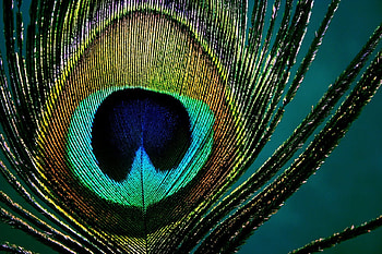 Peacocks Feather, Feathers, Feather, Peacock, Peacock Feather, Peacock Feathers HD wallpaper