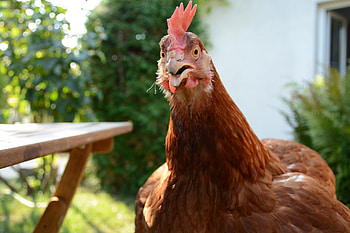 Lohmann Brown, Hen HD wallpaper