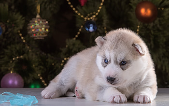 Animals, Spruce, Fir, Puppy, Christmas Toys, Husky, New Year's Toys HD wallpaper