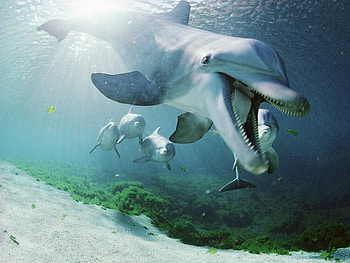 Dolphin, Animals, Sea, Underwater World, To Swim, Swim HD wallpaper