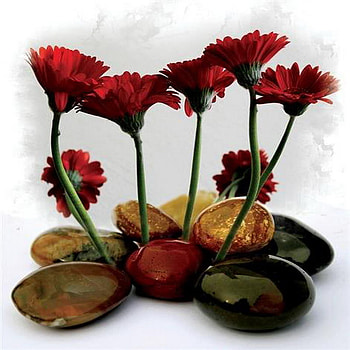 Feng Shui, stone, gerber, red, shine HD wallpaper