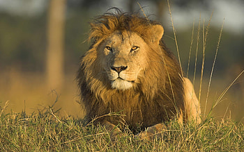 Danger lion in jungle most beautiful - New . HD wallpaper