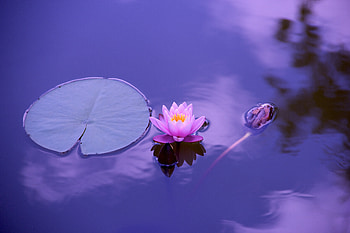 Lotus Flower , lotus-flower, flowers HD wallpaper