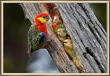 WESTERN ROSELLA FAMILY, PARROTS, BIRDS, NATURE HD wallpaper