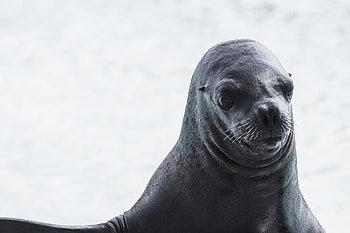 Animals, Muzzle, Wet, Sea Lion HD wallpaper