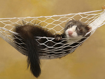 Kitten? sleeping on hammock * What is this?, kitten, cat, feline, pet, hammock, sleep HD wallpaper