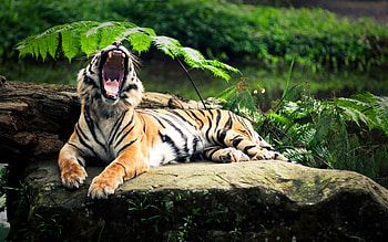 Animals, Tigers HD wallpaper