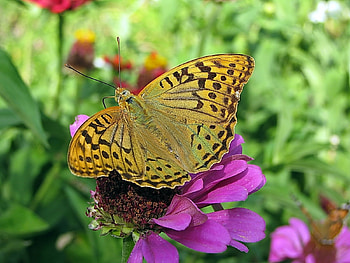 Butterflies, Insects HD wallpaper