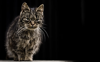 Animals, Cat, Wet, Striped, Shadow, Old HD wallpaper