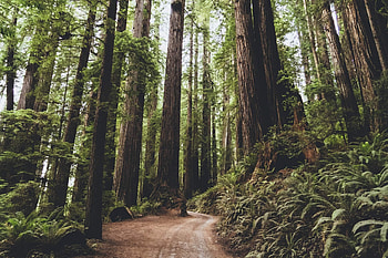 Redwood National Park, Elopement guide, Unforgettable wedding location, Romantic ambiance HD wallpaper
