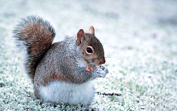 Animals, Squirrel, Food, Fluffy, Animal HD wallpaper