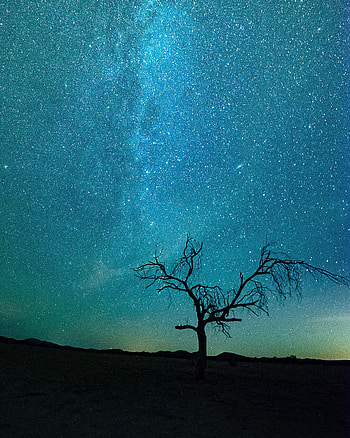 Nature, Shine, Silhouette, Wood, Tree, Starry Sky, Brilliance HD phone wallpaper