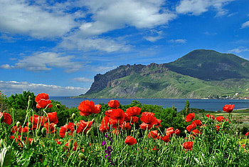 Mountains, Landscape, Plants, Flowers, Poppies HD wallpaper