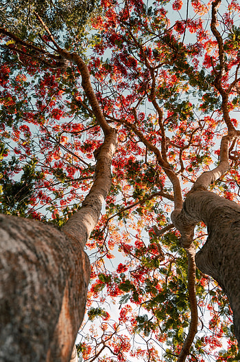 Tree branches, blossom, nature HD phone wallpaper