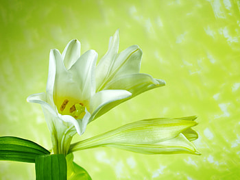 Plants, Flowers HD wallpaper