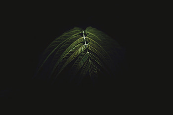 Leaves, Dark, Branch HD wallpaper