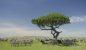 Zebra, Discover World, Smithsonian Travel, National Parks HD wallpaper