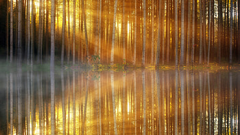 Trees Lakes Sunbeams, trees, lake, nature, sunbeam HD wallpaper