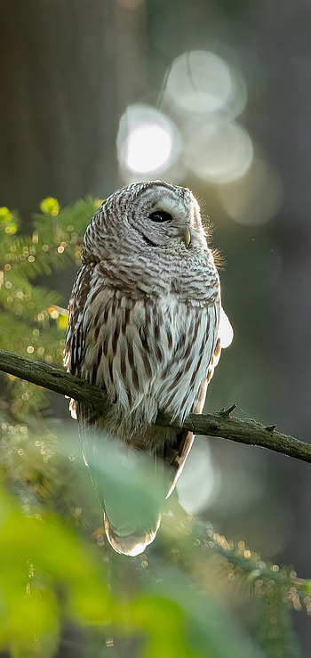 Animal, Owl, Bokeh, Bird, Birds HD phone wallpaper