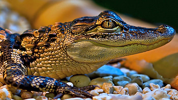 Caiman, Crocodiles HD wallpaper