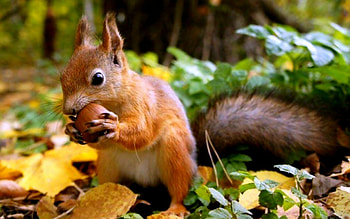 Squirrel , High-resolution, Nature's beauty, Scenery HD wallpaper