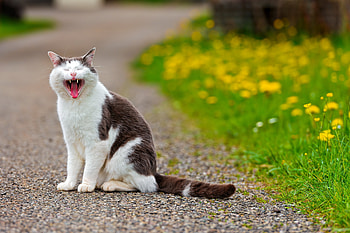 Animals, Flowers, Grass, Cat, Asphalt, Open Mouth HD wallpaper