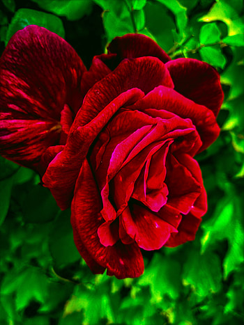 Red rose HD phone wallpaper