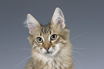 Animals, Cat, Fluffy, Muzzle, Sight, Opinion, Ears HD wallpaper