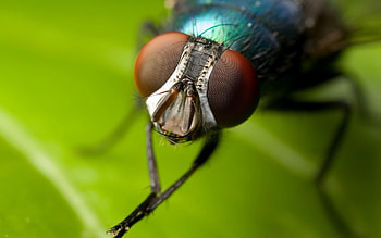 Fly watch, fly, watch HD wallpaper