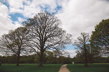 Nature, Trees, Park, Path, Garden HD wallpaper