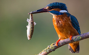 Kingfisher, Striking , Stunning bird graphy HD wallpaper