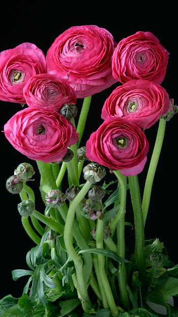 Ranunculus, Pink Background HD phone wallpaper