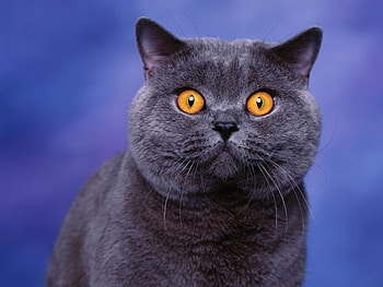 Yellow eyes, kitten, cute, cat HD wallpaper