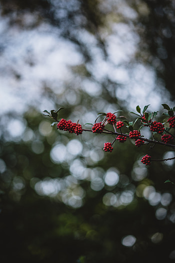 Nature, Berries, Blur, Smooth, Branch, Bokeh, Boquet, Rowan HD phone wallpaper