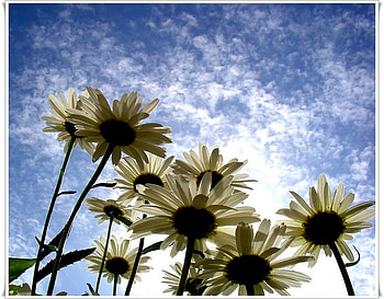 daisies, sky, flowers HD wallpaper