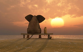 Animals, Friendship HD wallpaper