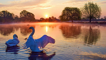 Morning Lake at dawn, trees, swans, water, sunrise, reflections HD wallpaper