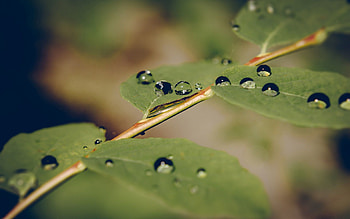 Grass, Leaves, Drops, Macro, Petals HD wallpaper