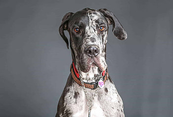 Great Dane, Growth chart, Puppy development, Size comparison HD wallpaper