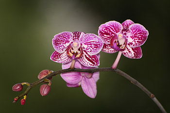 Purple Orchid, Nature, Orchid, Purple, flower HD wallpaper