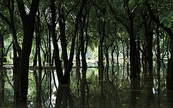 Nature, Trees, Swamp, Forest, Spring, Flood HD wallpaper