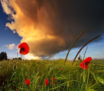 Spring field, white, landscape, sesons, grass, spring, beauty, poppies, background, field, green, red, clouds, nature, flowers, sky HD wallpaper